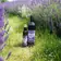 Bio Květinové vody - Bio Levandulová voda 250 ml - 290065